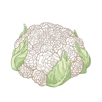Bündel ein von weißen blumen auf einem weißen hintergrund.