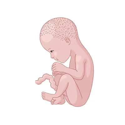 Baby im bauch schwangerschaftswoche 30.