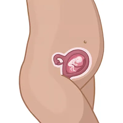 Baby im bauch schwangerschaftswoche 19.