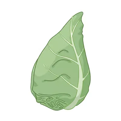 Blatt ein grünes auf weißem hintergrund.