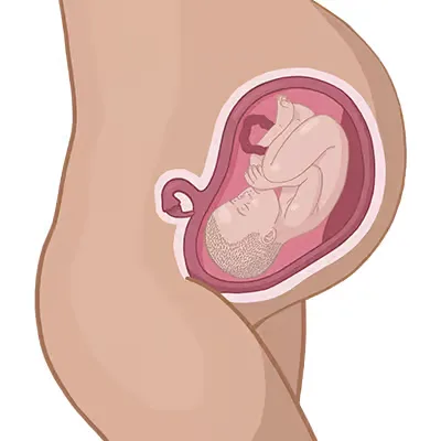 Magen der einer frau mit ihrem baby im mutterleib.