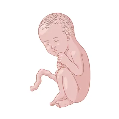 Baby im bauch schwangerschaftswoche 32.