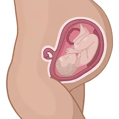 Baby ein im mutterleib.