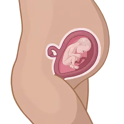 Magen der einer frau mit einem baby darin.