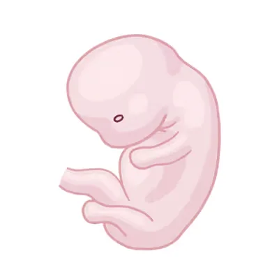 Baby ein im mutterleib.