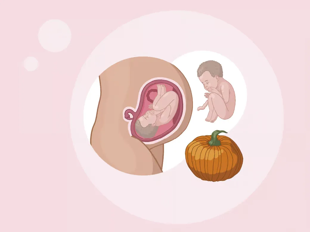 Illustration eine eines babys im mutterleib neben einem kürbis.