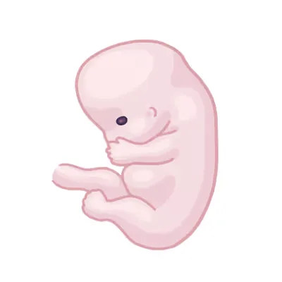 Baby ein im mutterleib.