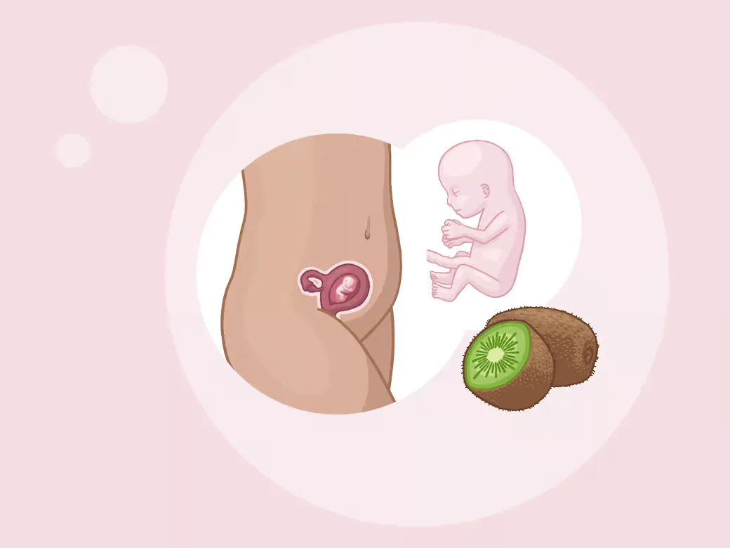 Illustration eine eines kindes im mutterleib neben einem kil.