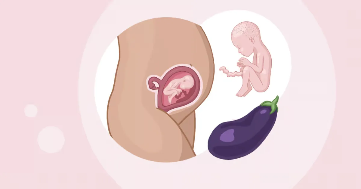 Baby ein im mutterleib und ein ei im mutterleib.