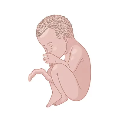 Baby im bauch schwangerschaftswoche 36.