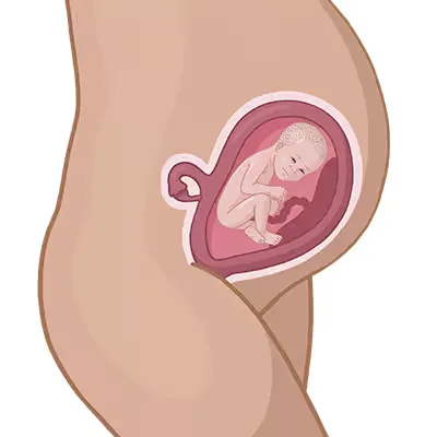 Baby ein im mutterleib.