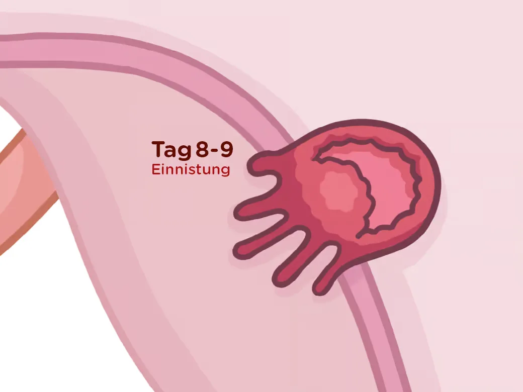 Schwangerschaftswoche 4