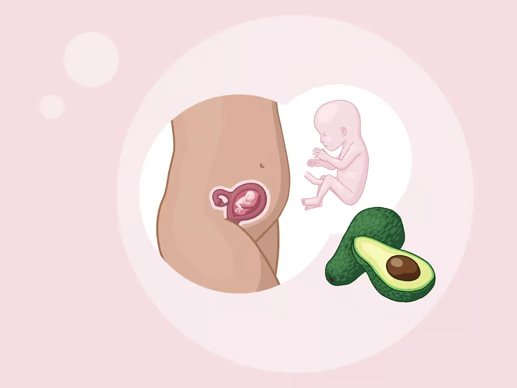 Illustration eine eines kindes im mutterleib und einer avoca.
