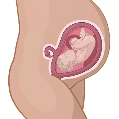 Baby ein im mutterleib.