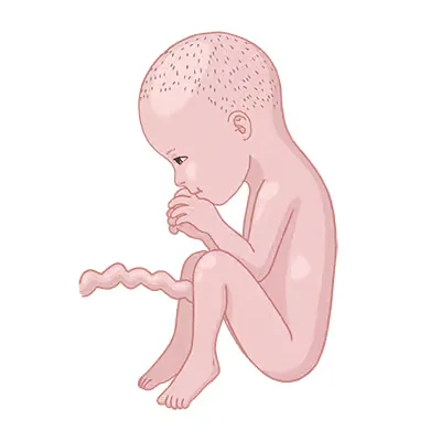 Baby im bauch schwangerschaftswoche 27.