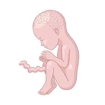 Baby im bauch schwangerschaftswoche 26.