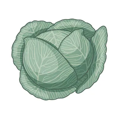 Kopf ein aus kohl auf weißem hintergrund.
