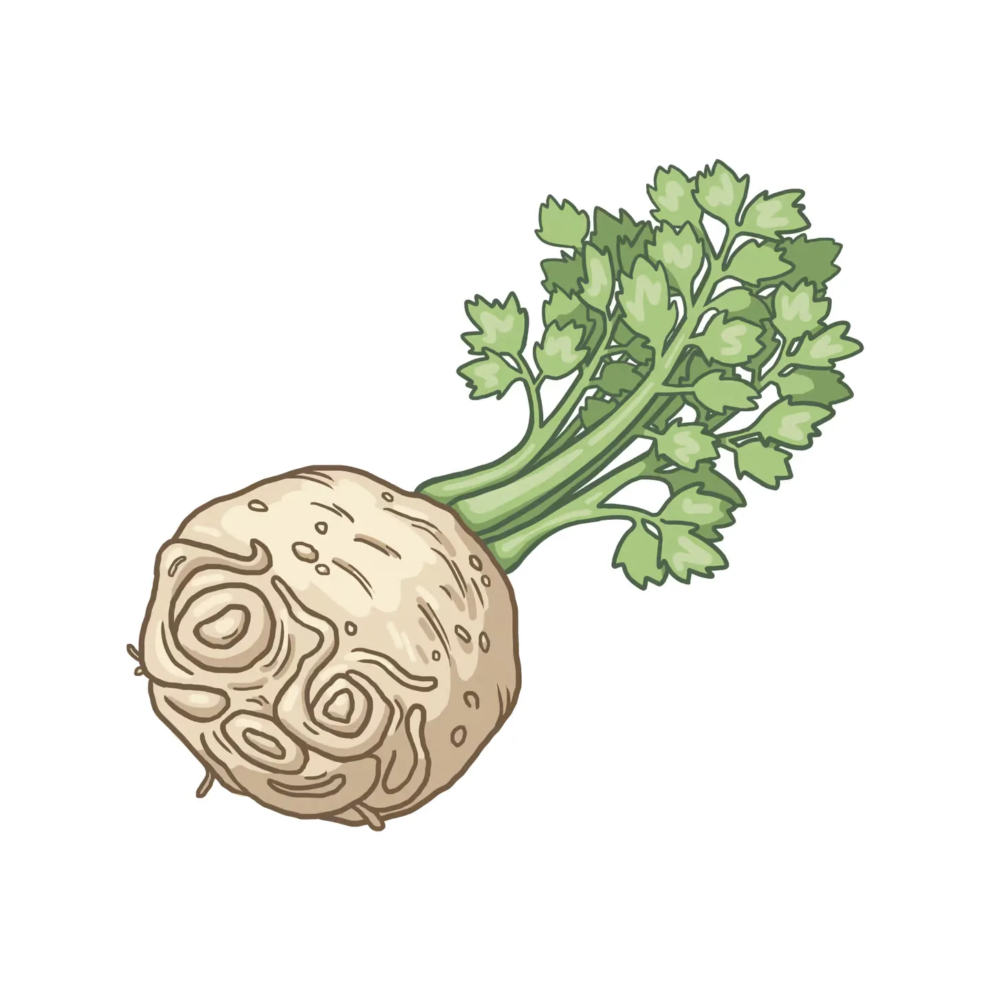 Bündel ein parise wurzel mit grünen blättern.