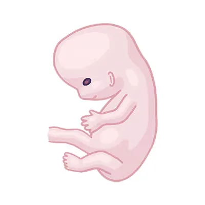Baby ein im mutterleib.