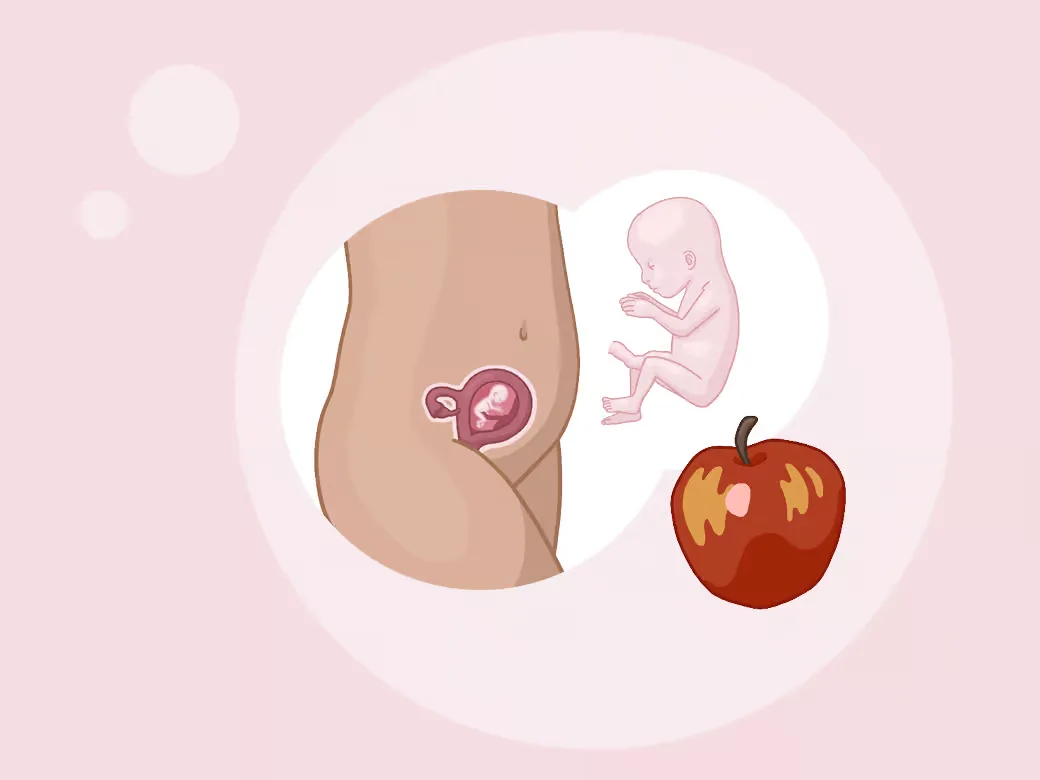 Illustration eine eines kindes im mutterleib neben einem apfel.
