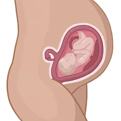 Magen der einer frau mit ihrem baby im mutterleib.