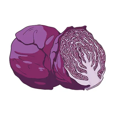 Rotkohl ein auf weißem hintergrund.