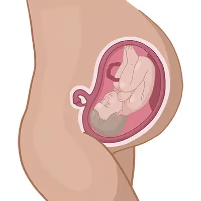 Baby ein im mutterleib.