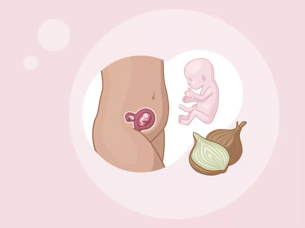 Baby ein im mutterleib neben einer zwiebel.