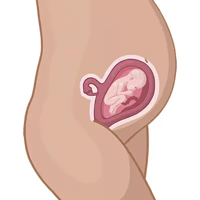 Magen der einer frau mit ihrem baby im mutterleib.