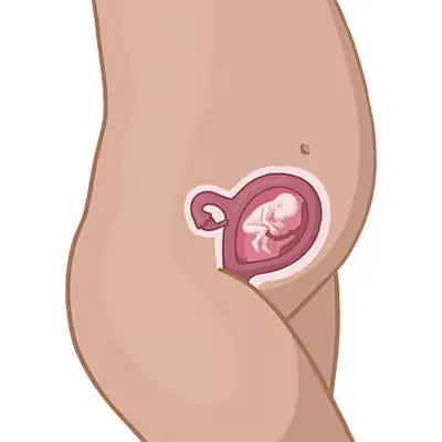 Baby im bauch schwangerschaftswoche 20.