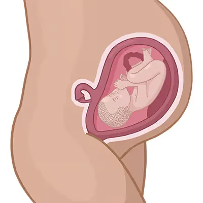 Baby ein im mutterleib.