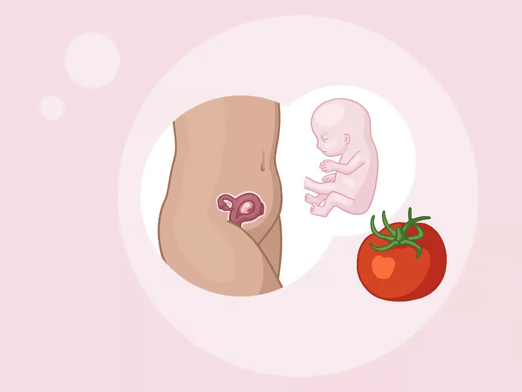 Illustration eine eines kindes im mutterleib neben einer tomate.