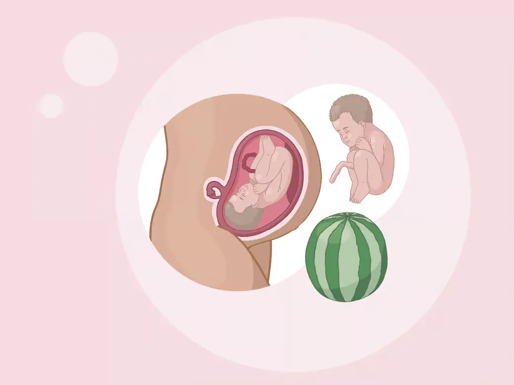 Baby ein im mutterleib mit einem wassermel.