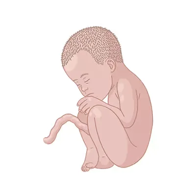 Baby im bauch schwangerschaftswoche 37.