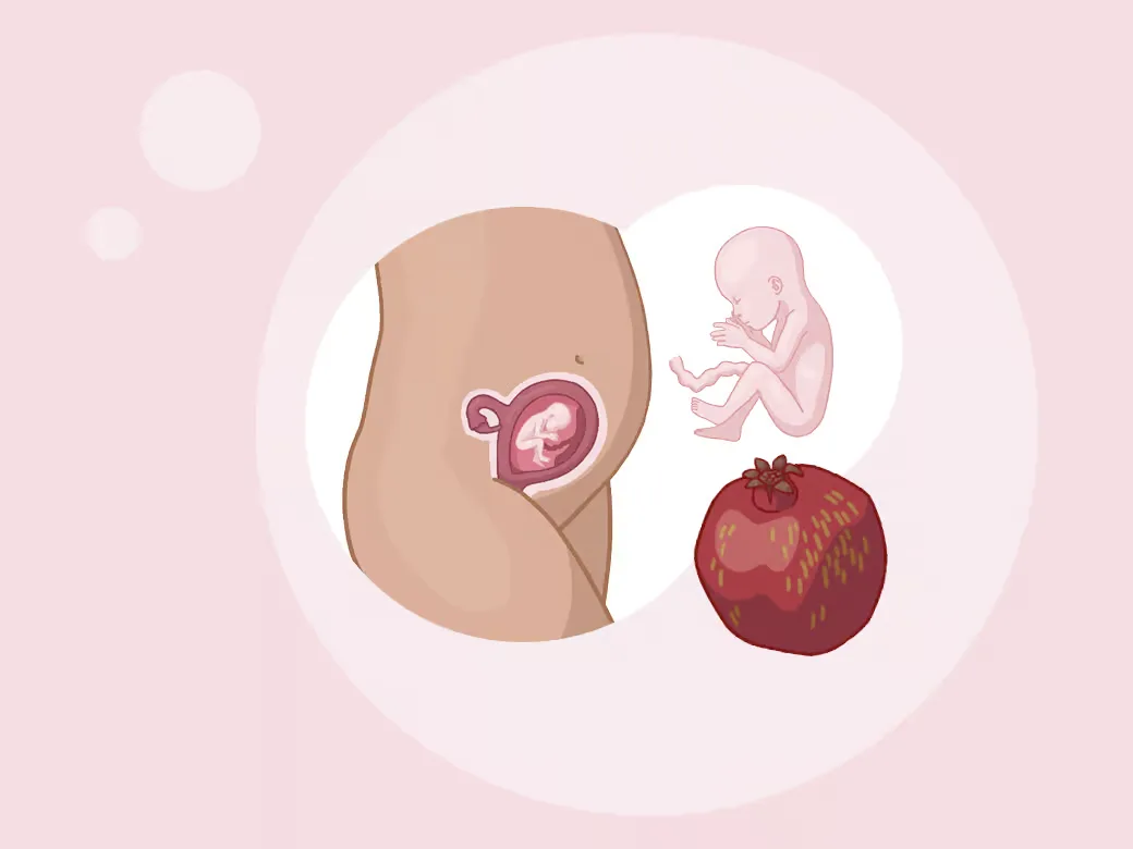 Illustration eine eines kindes im mutterleib neben einem apfel.