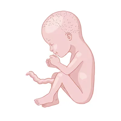 Baby im bauch schwangerschaftswoche 24.