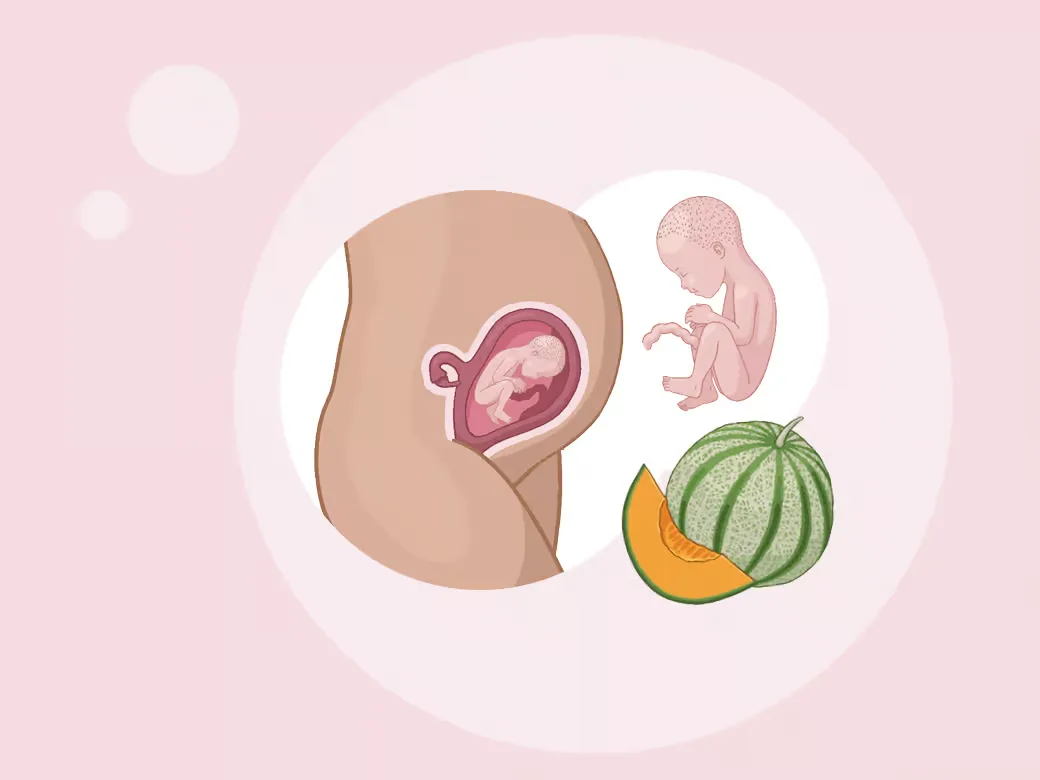 Baby ein in der gebärmutter neben einem wassermel.